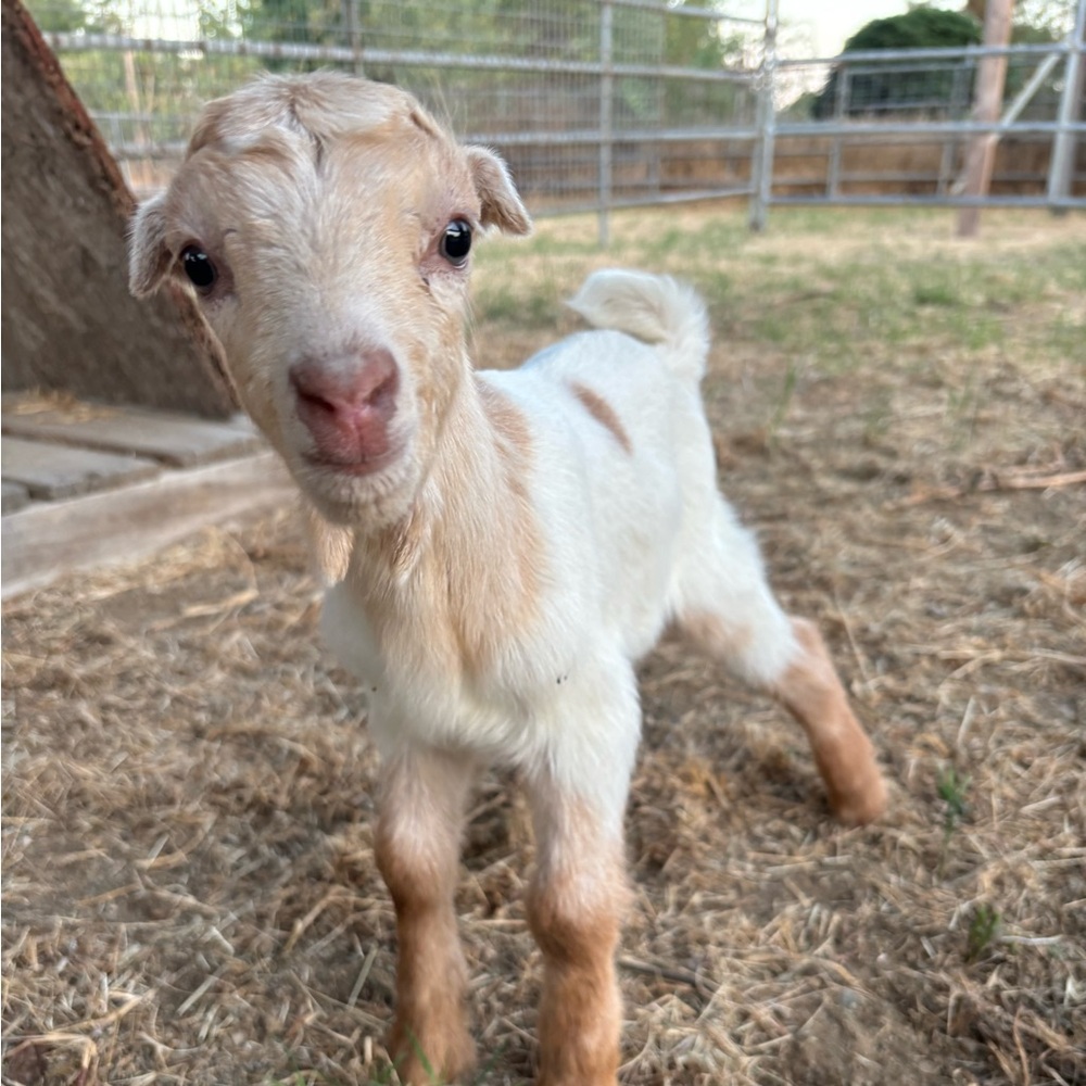 Meet your Posher, Dulce